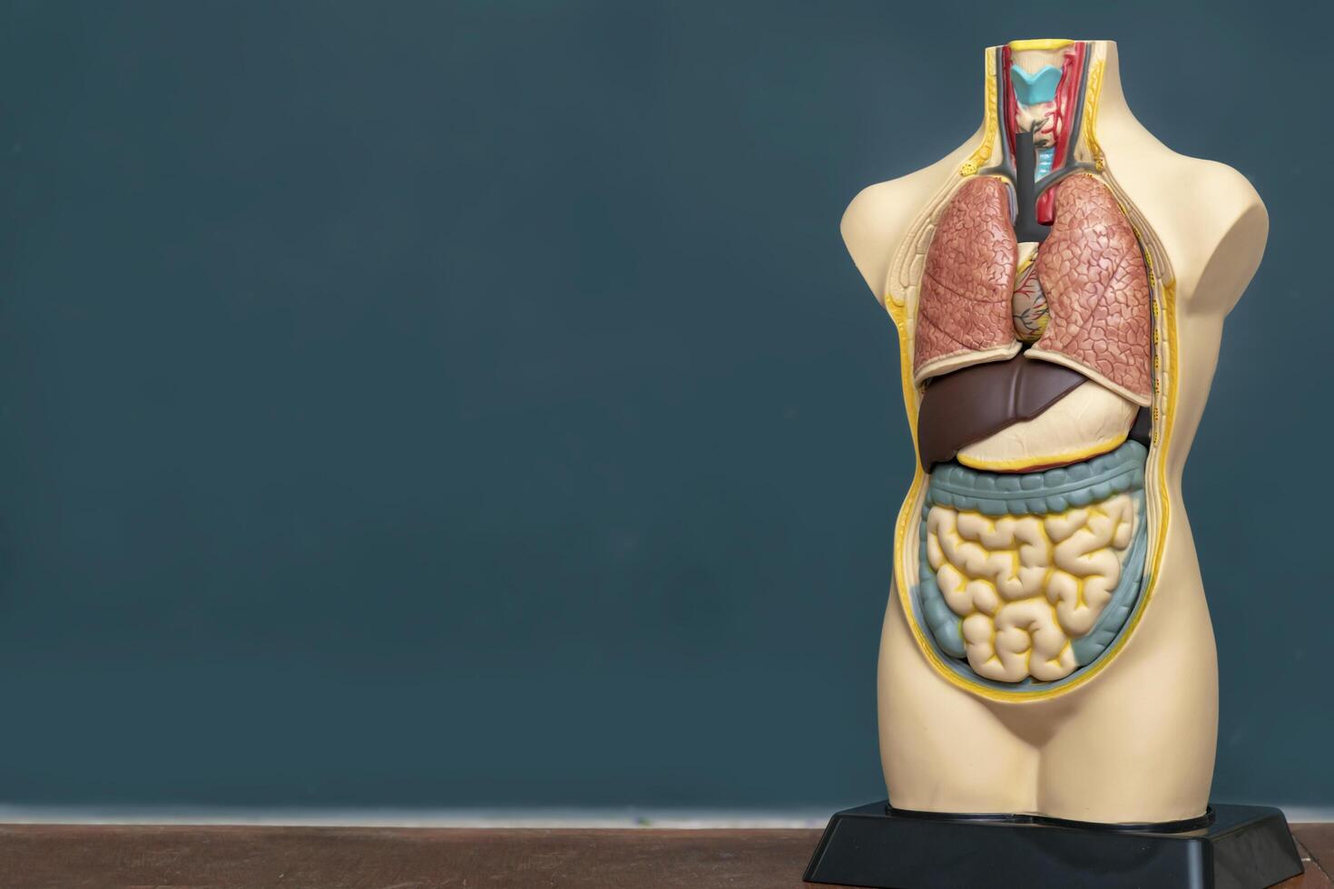 The human body model photo