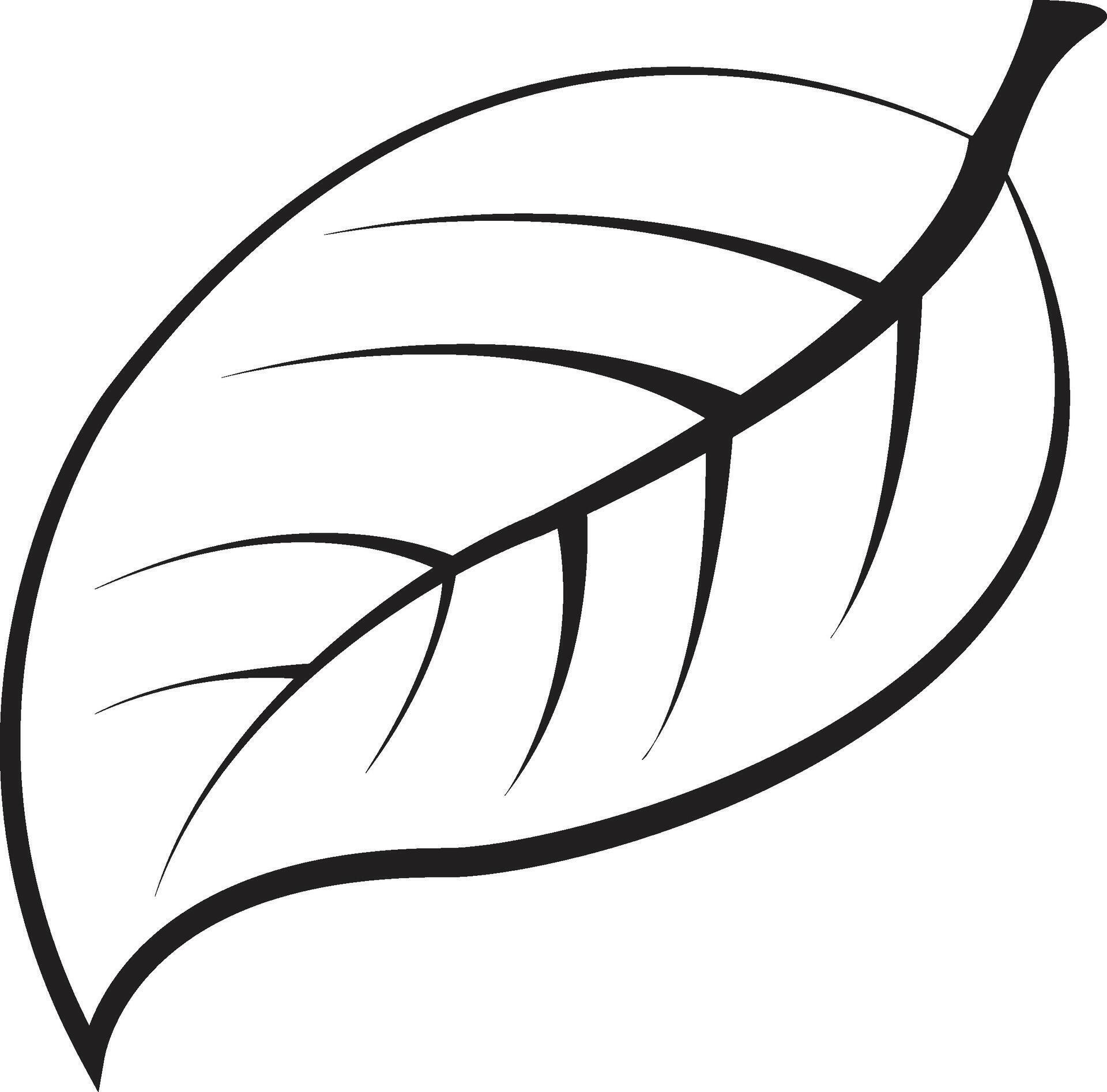Leaf outline . Leaves of trees and plants. Leaves icon. Collection