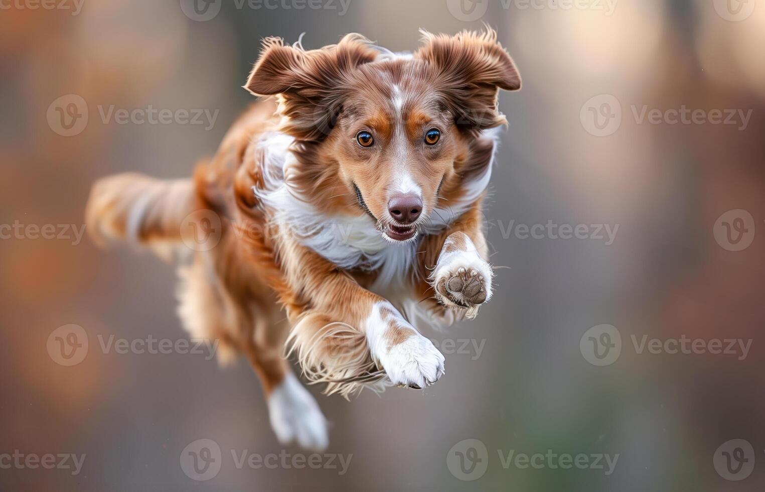 Dog skateboarding at the park photo