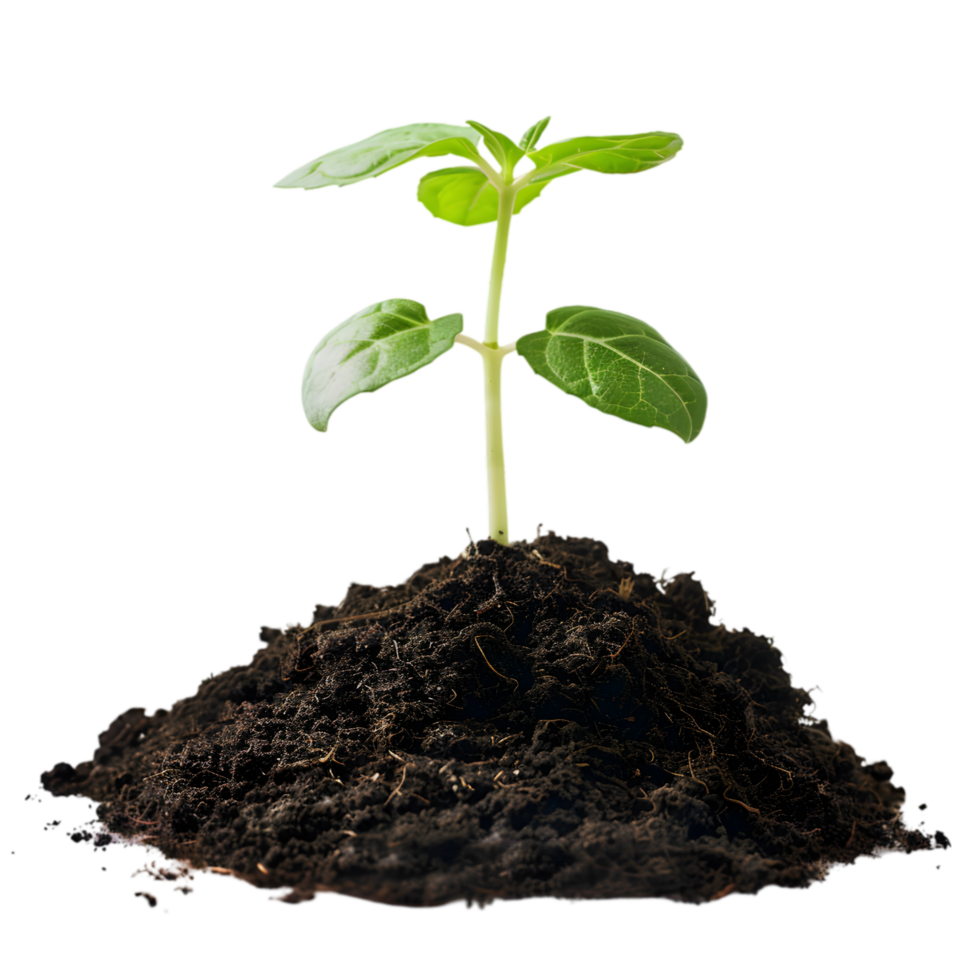 Green seedling in soil on a transparent background png