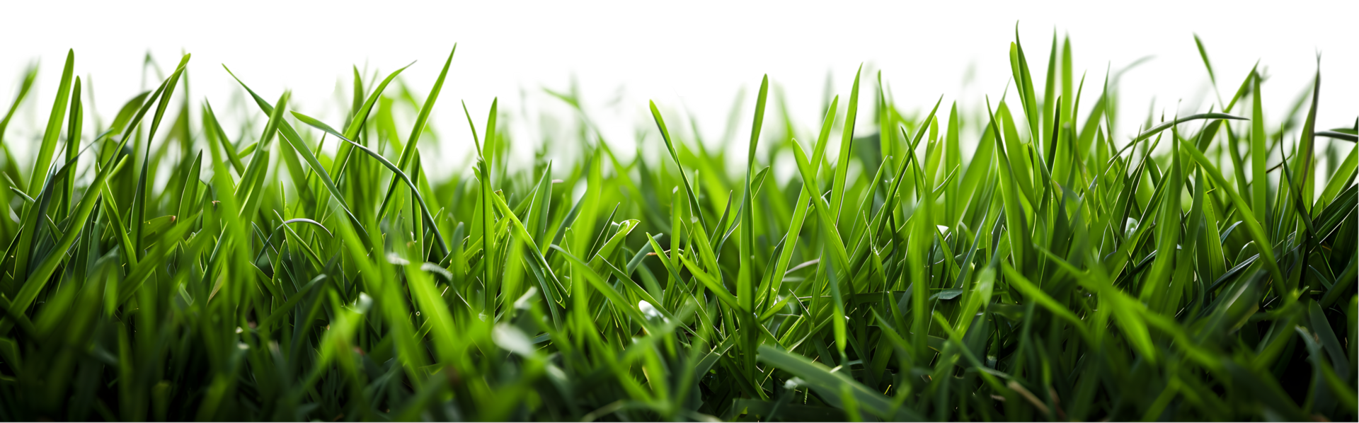 Green grass isolated on a transparent background png