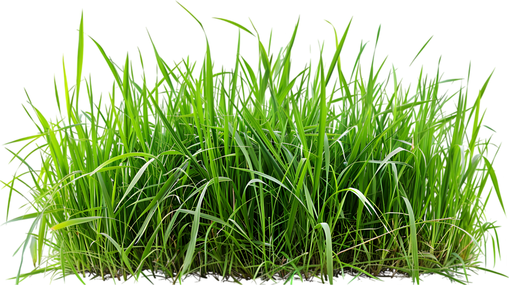 Green grass isolated on a transparent background png
