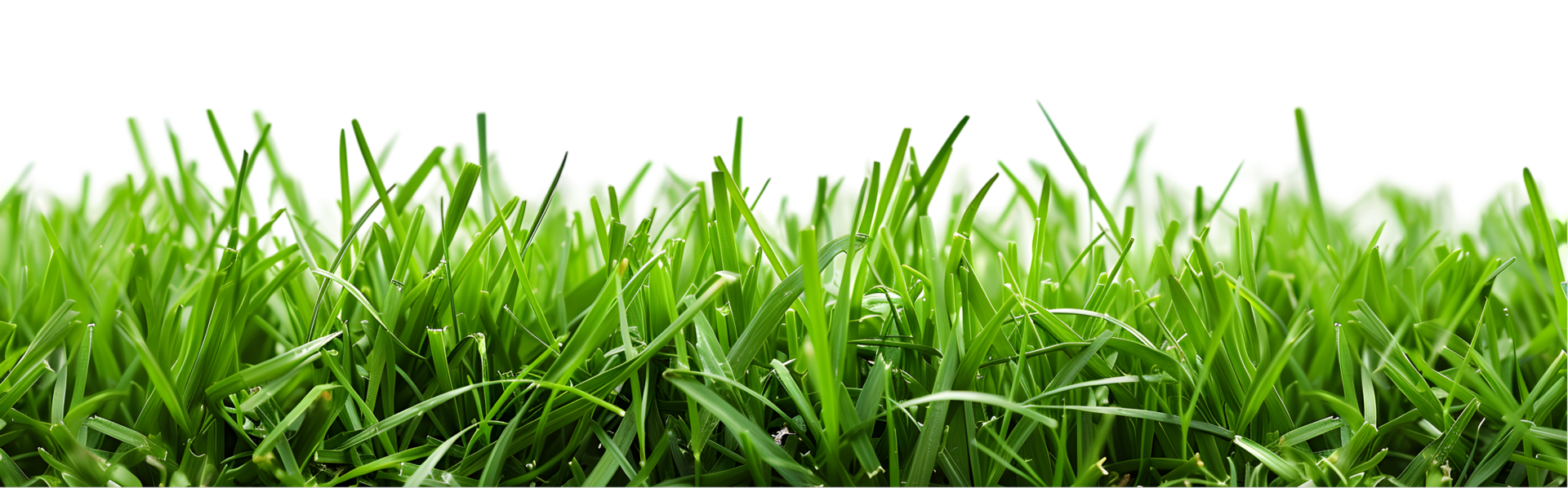 Green grass isolated on a transparent background png