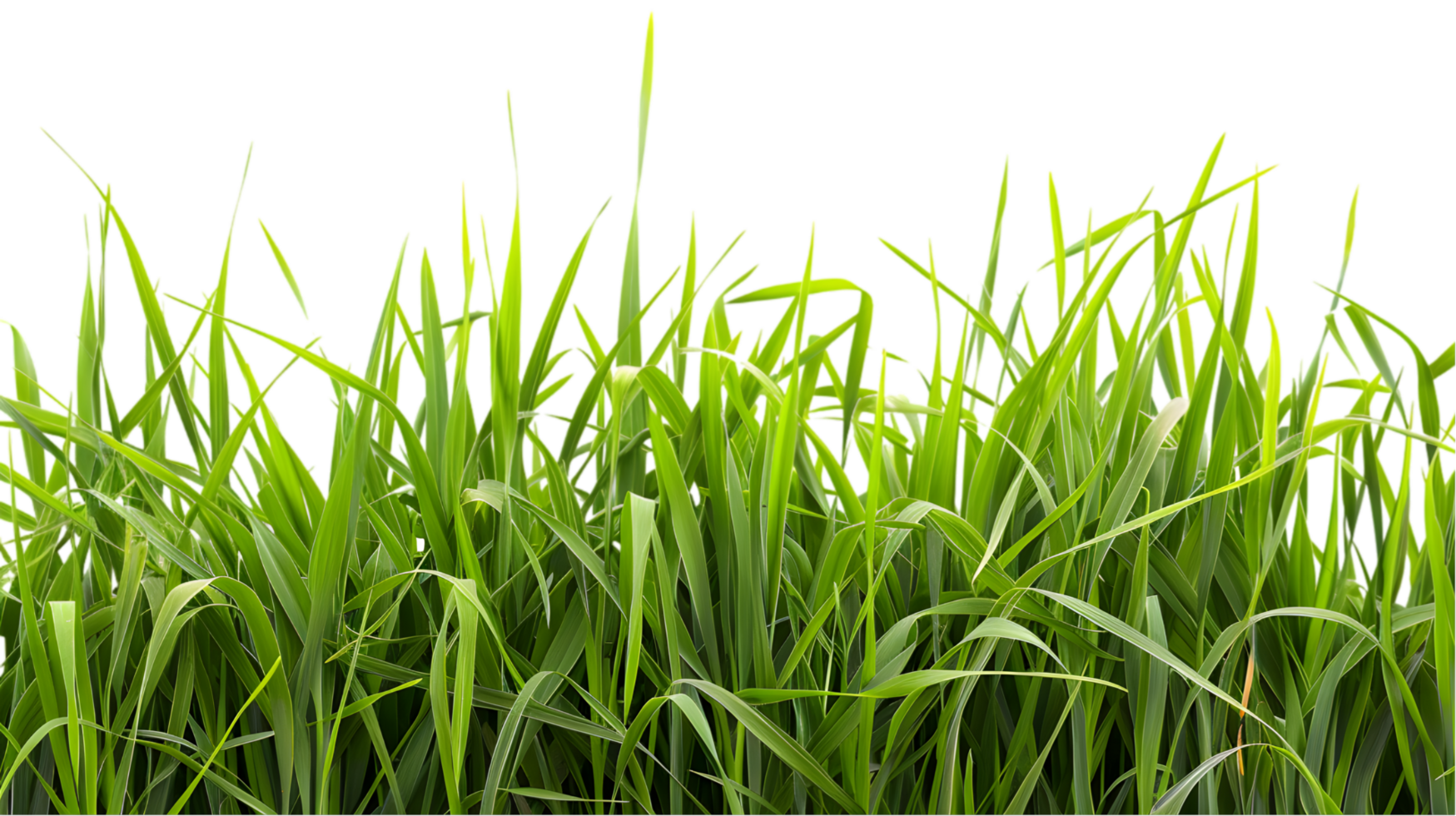 Green grass isolated on a transparent background png