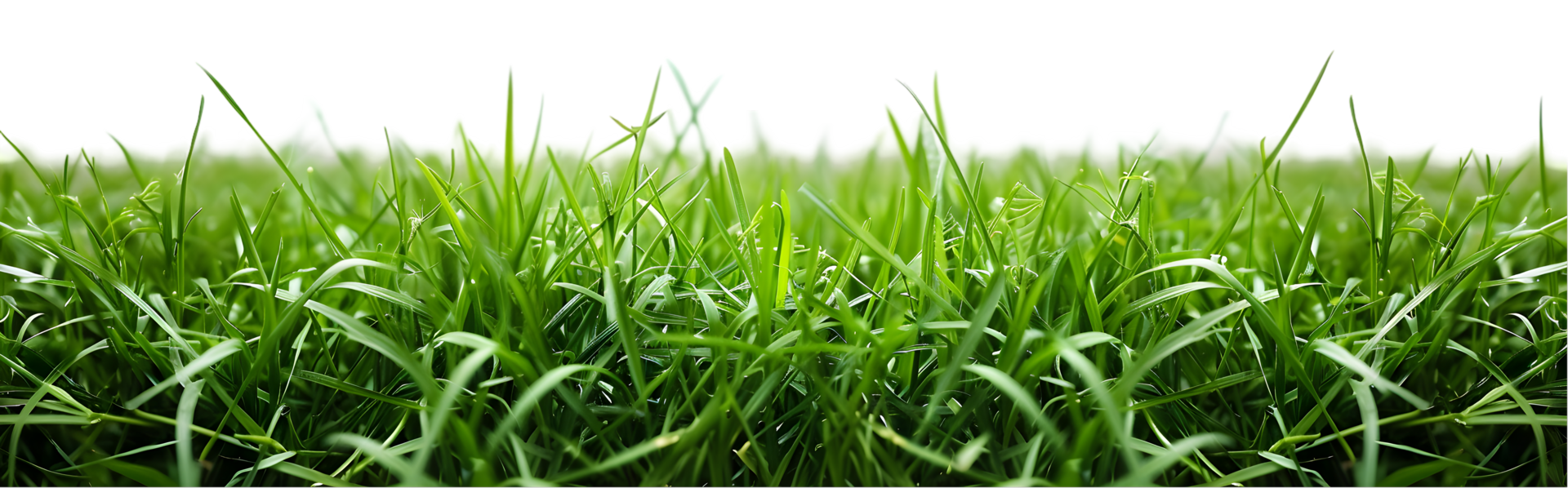 Green grass isolated on a transparent background png