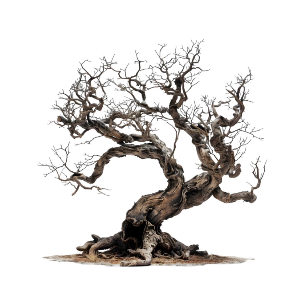 Ancient gnarled tree isolated on a transparent background png