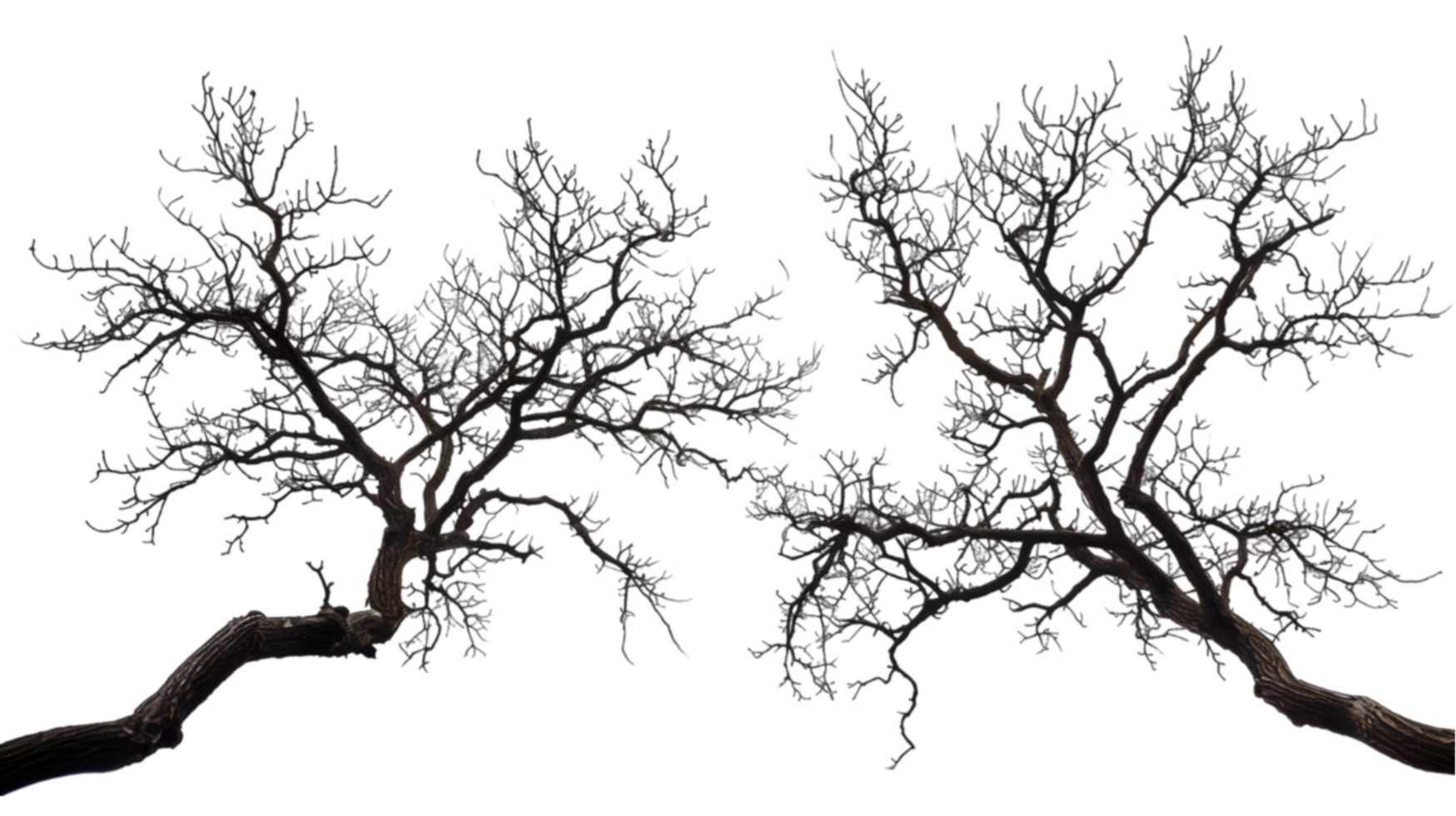 Bare tree branches isolated on a transparent background png