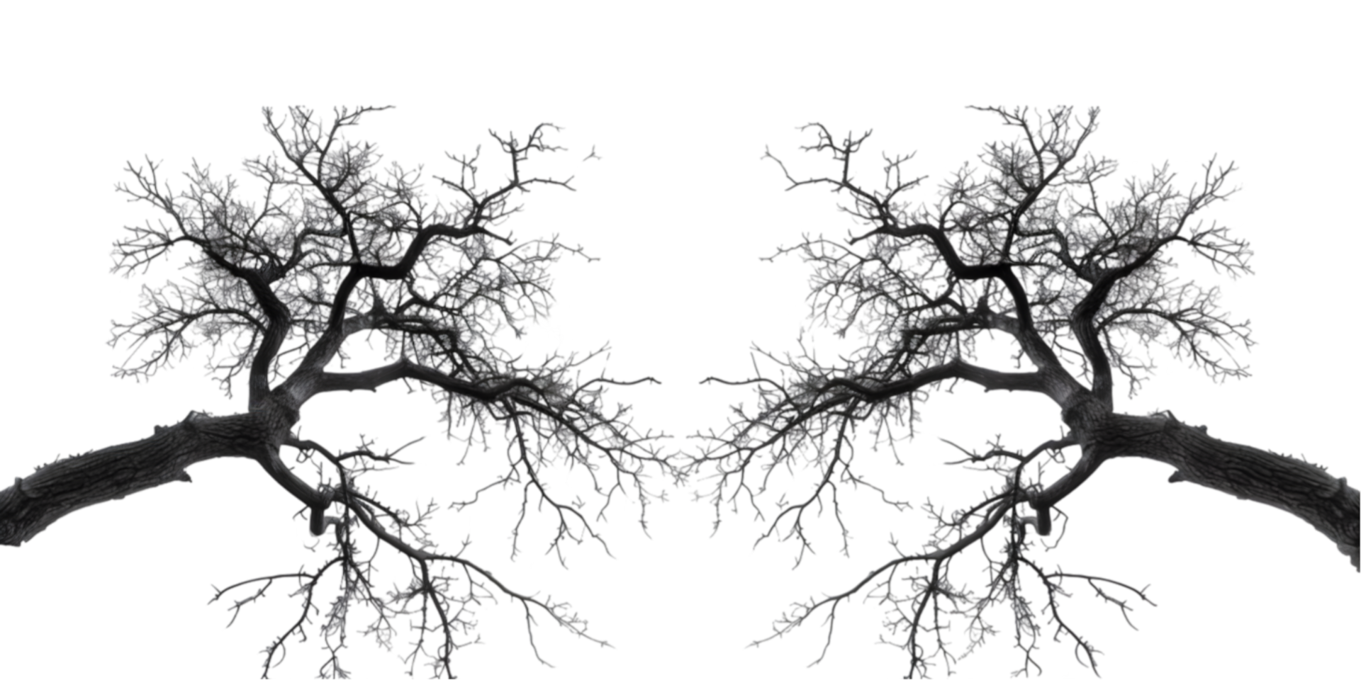 Bare tree branches isolated on a transparent background png