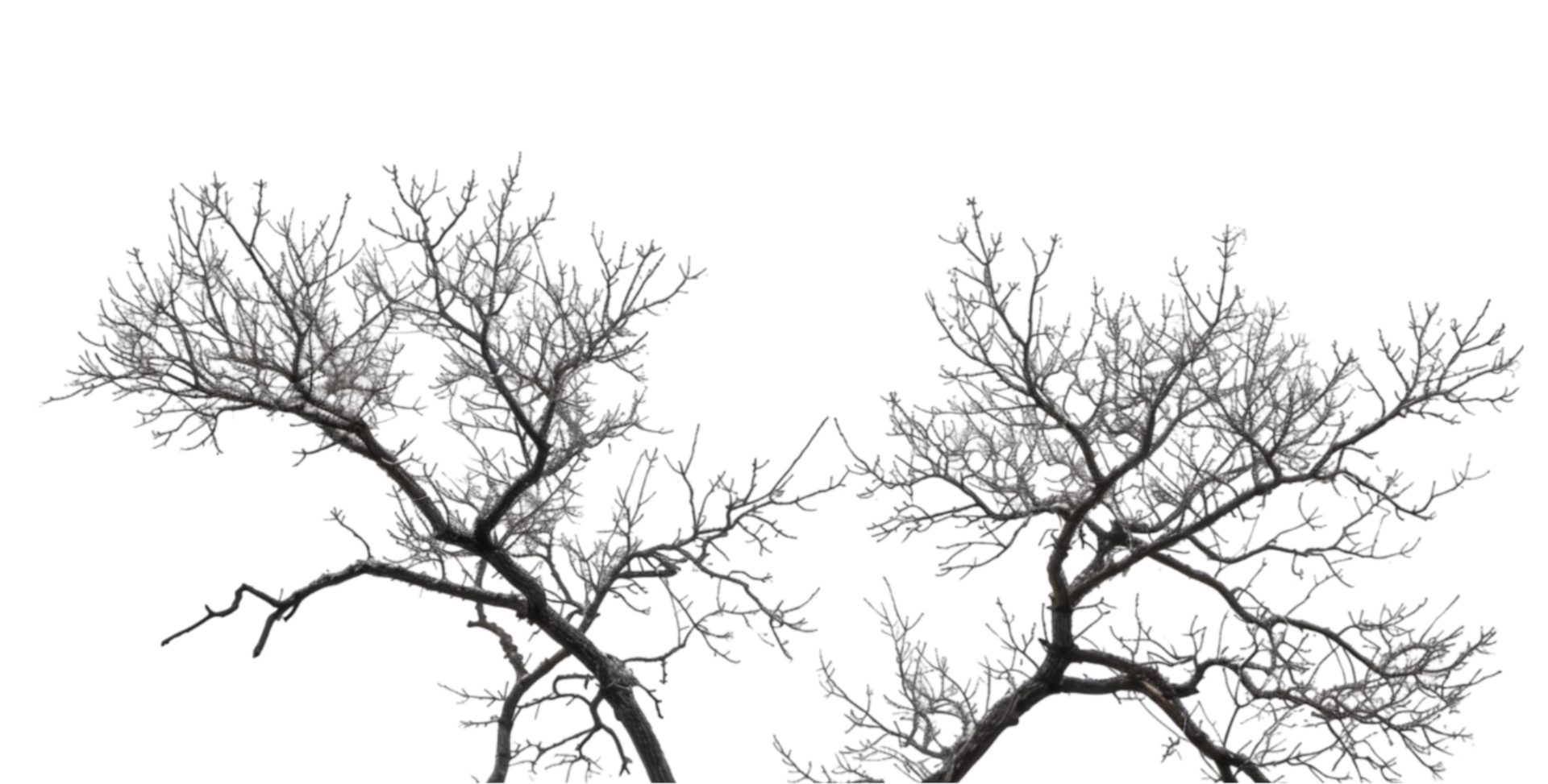 Bare tree branches isolated on a transparent background png