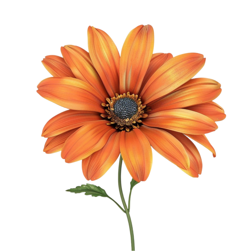 Orange Marguerite Floraison avec détaillé pétales sur transparent Contexte généré ai png