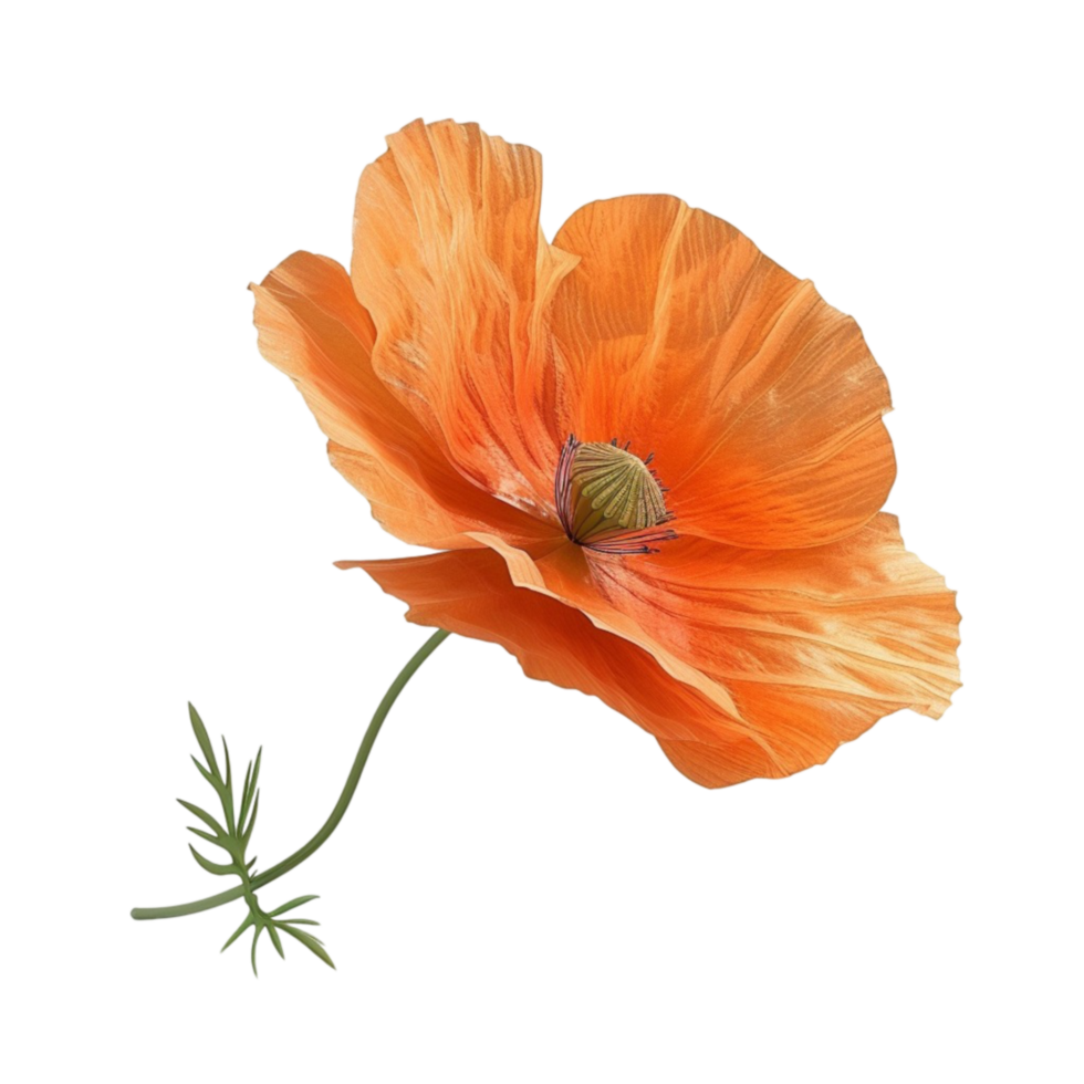 Red poppy in summer on transparent background Genereted AI png