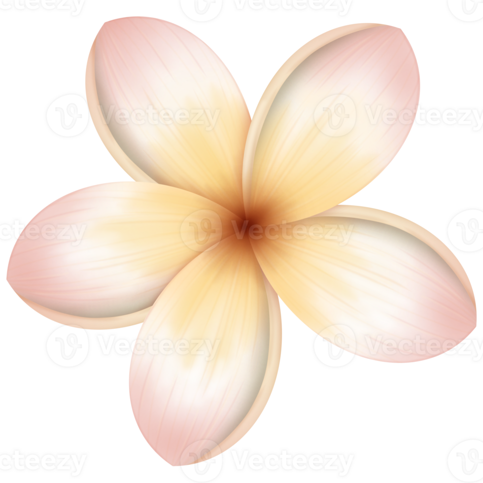 Beautiful Frangipani flower png