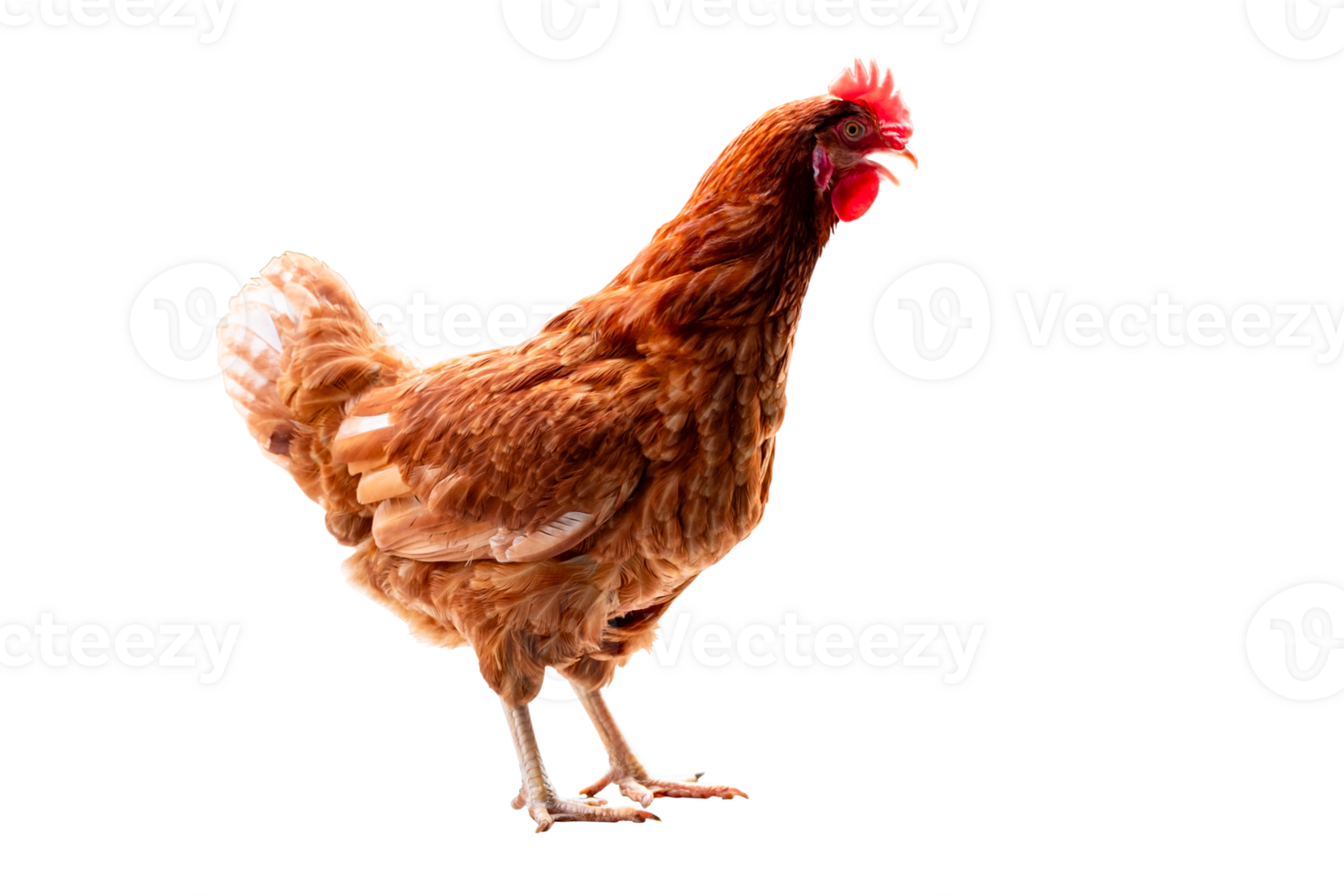 Chicken, Full body of brown chicken hen standing isolated transparent background, Laying hens farmers concept. File png