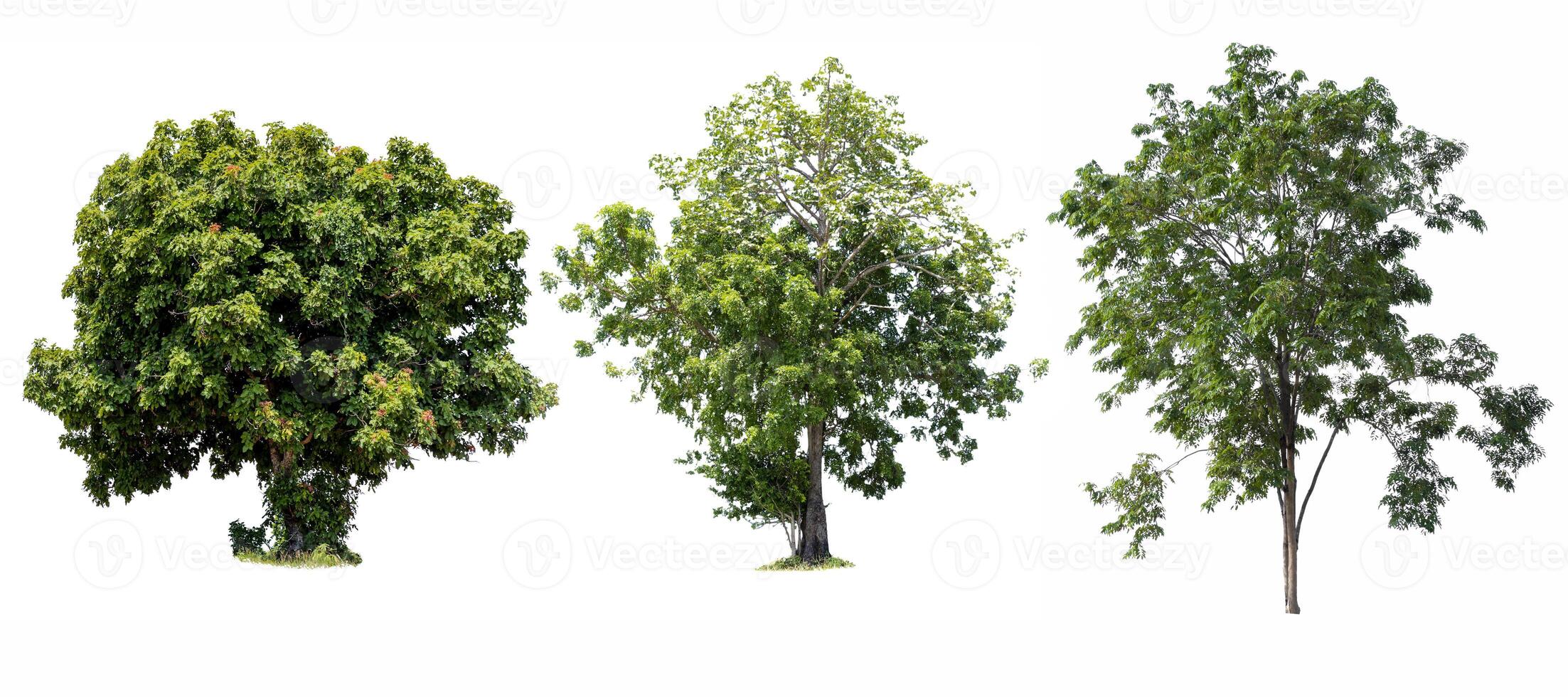 Trees isolated on white background, tropical trees isolated used for design, advertising and architecture photo