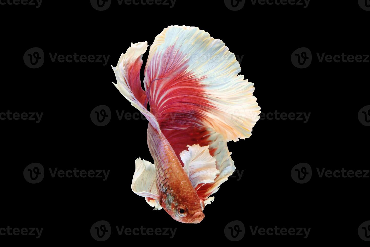 fighting fish. Thailand photo