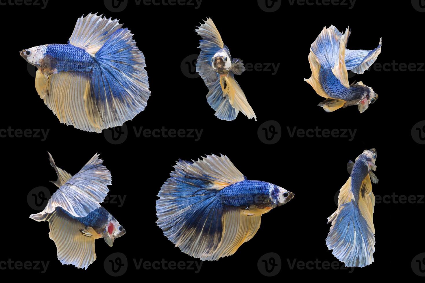 Six Betta fish, siamese fighting fish isolated on black background. photo