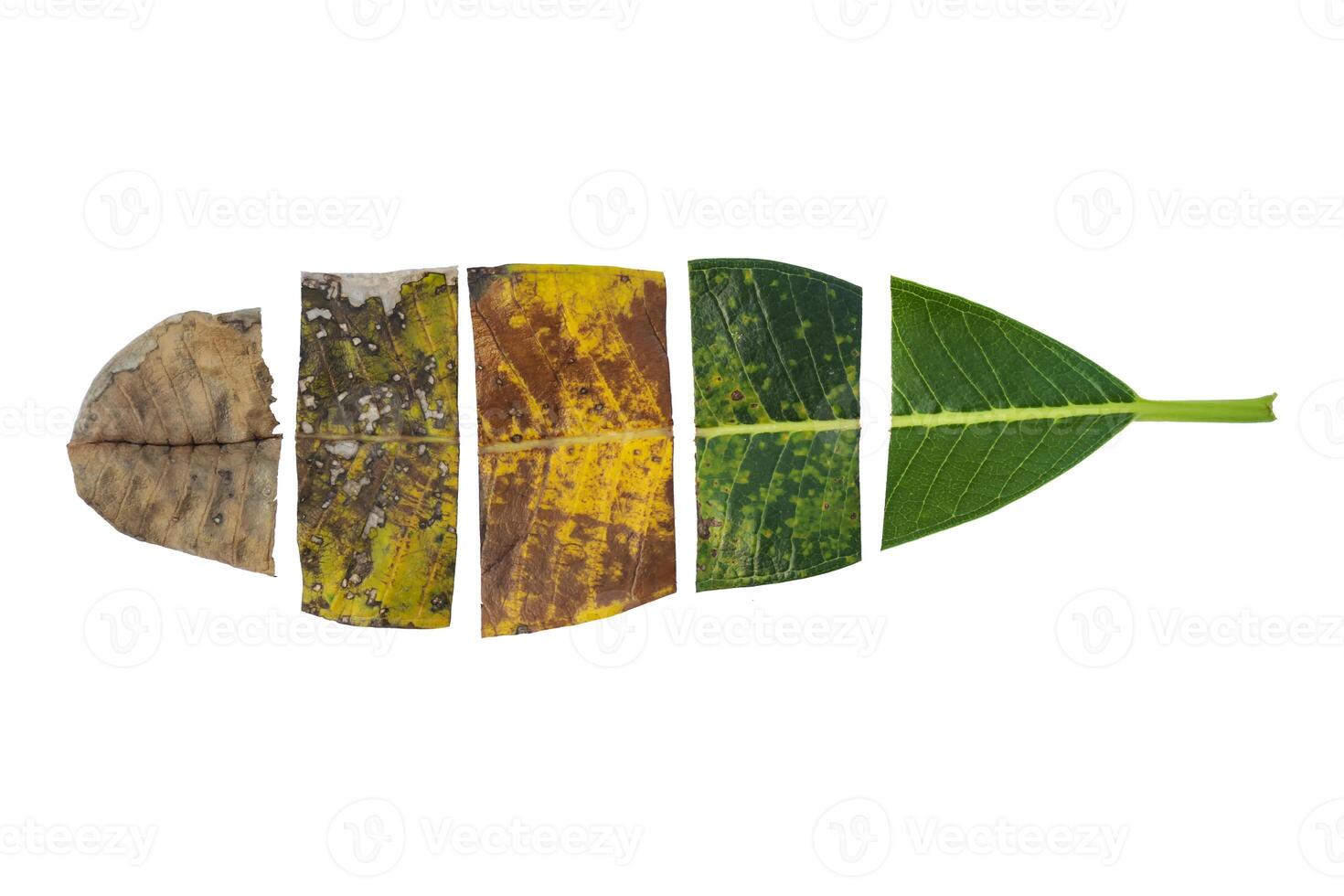 Creative layout of colorful autumn leaves. photo