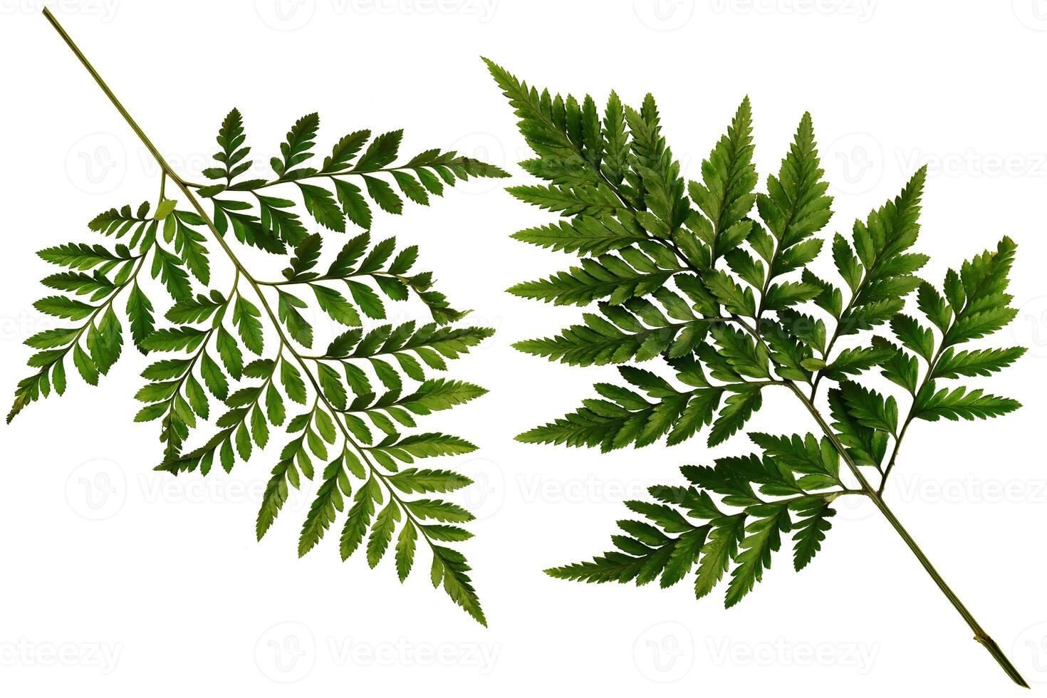 Two Green leaves fern tropical rainforest foliage plant isolated photo