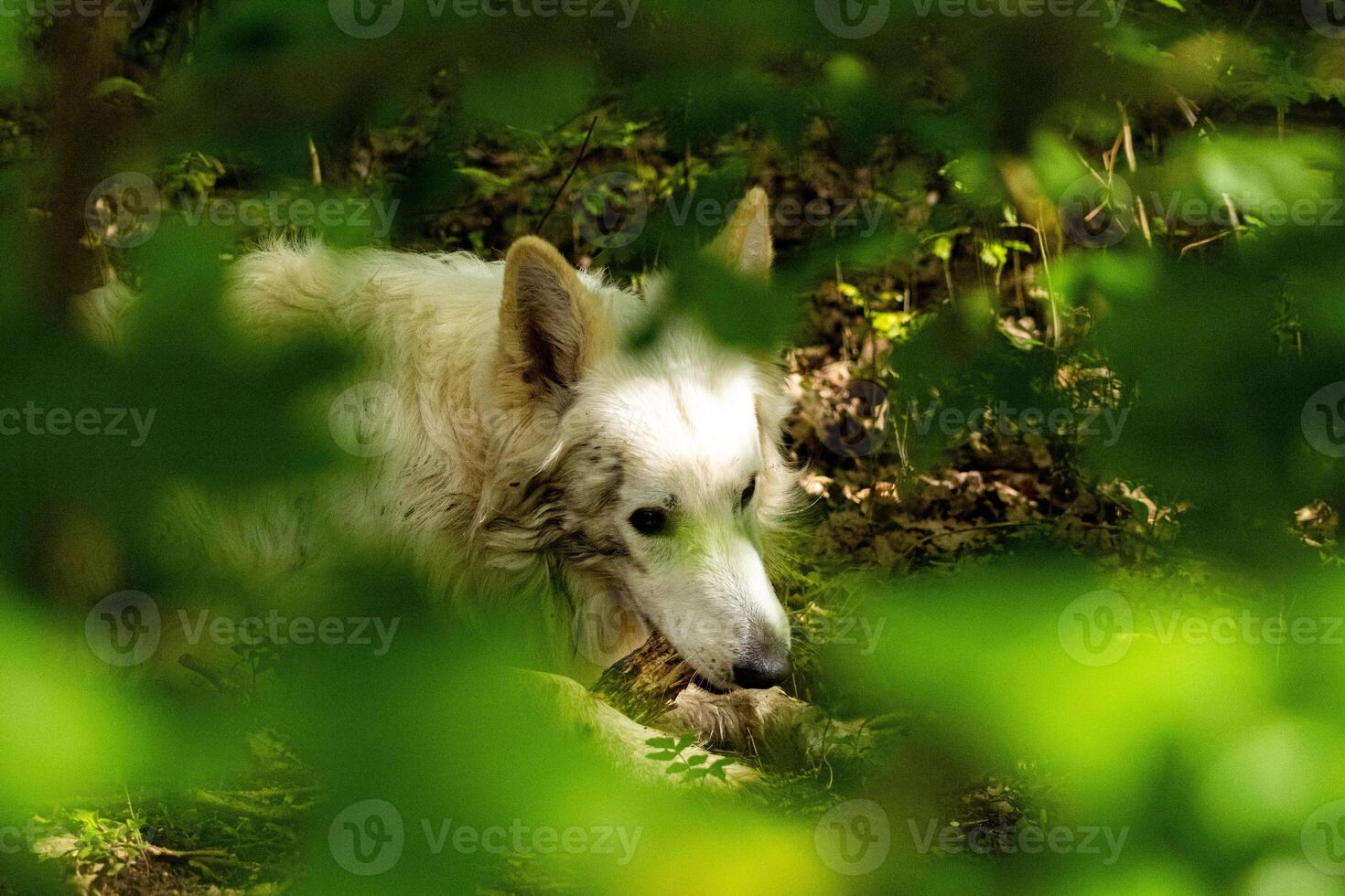 dog in the park photo