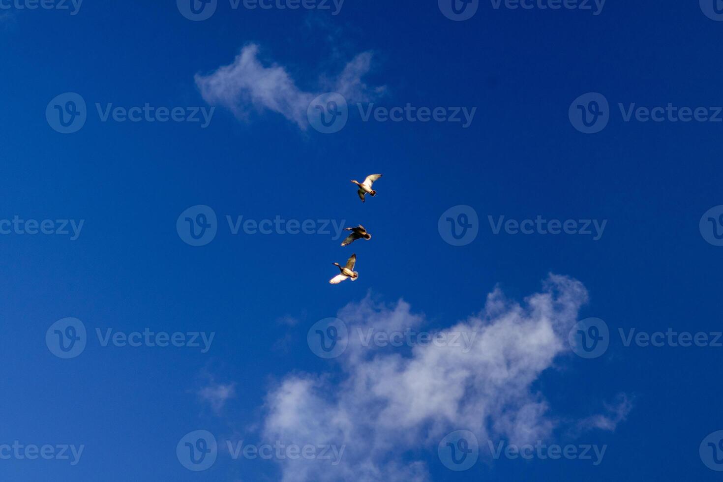 birds against a clear blue sky photo