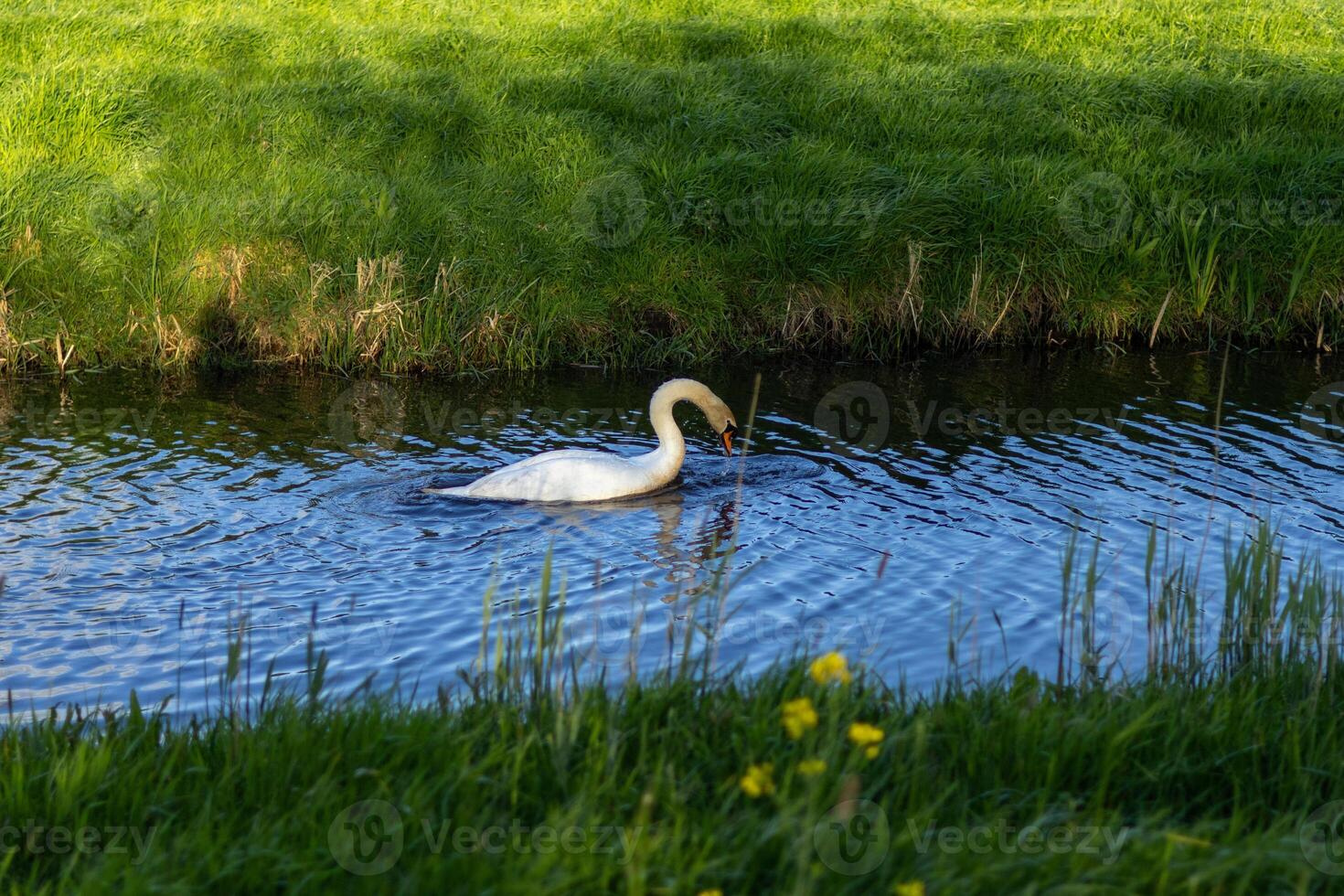 swan in a lake photo