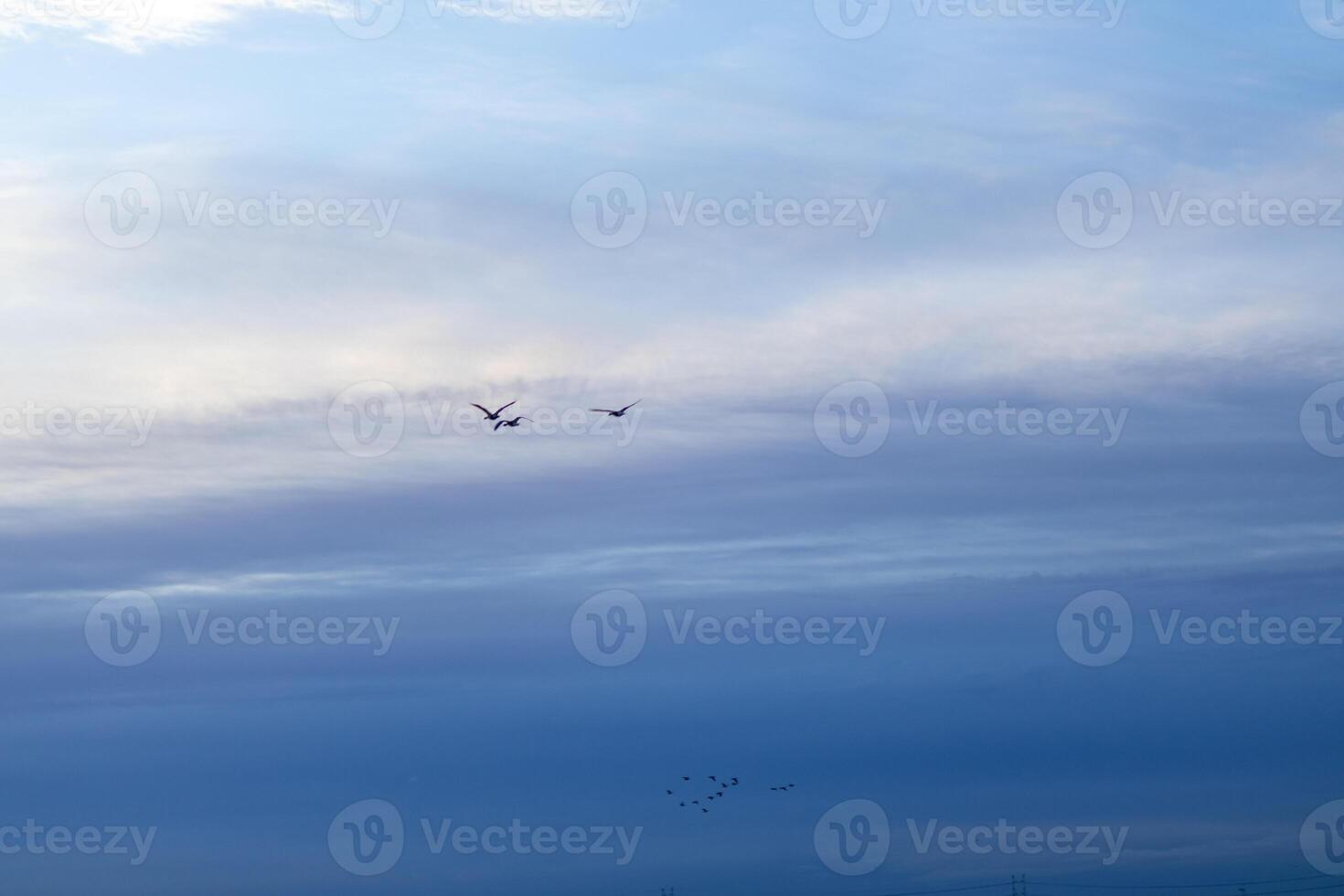 birds flying against a clear blue sky photo