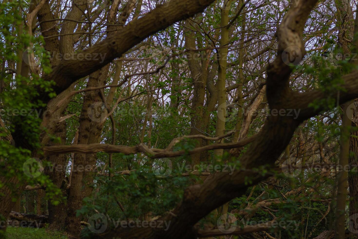 dense forest with branched out trees photo