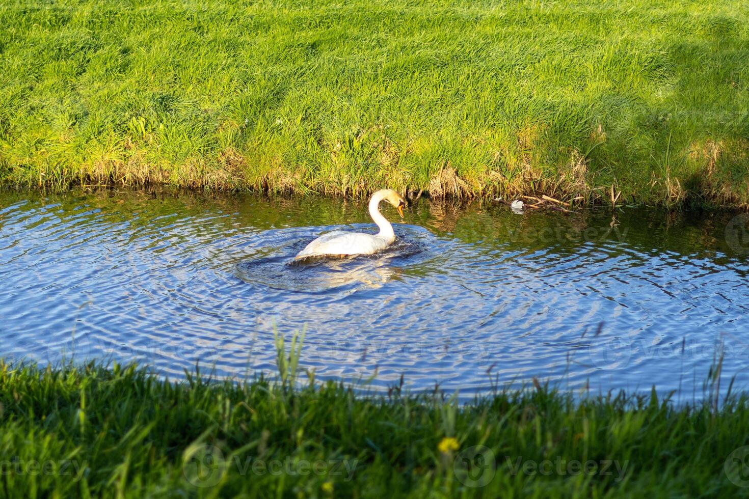 swan in a lake photo