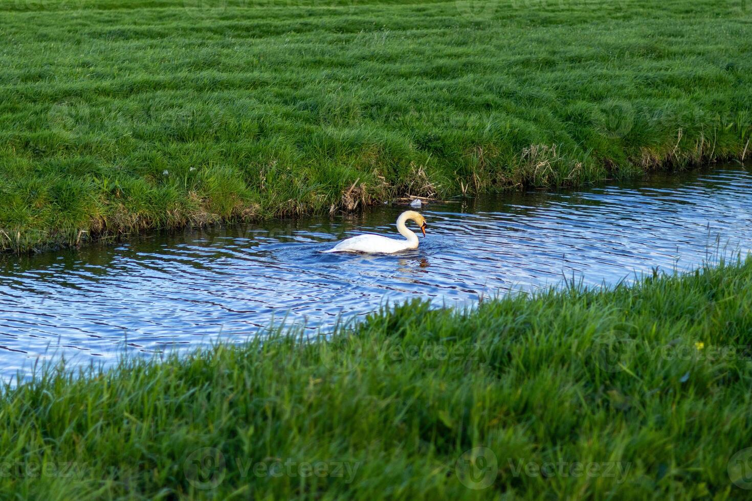 swan in a lake photo