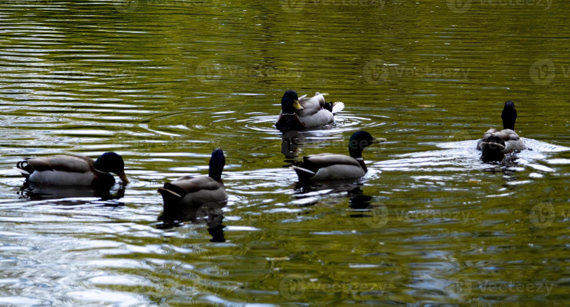 duck meeting in river photo
