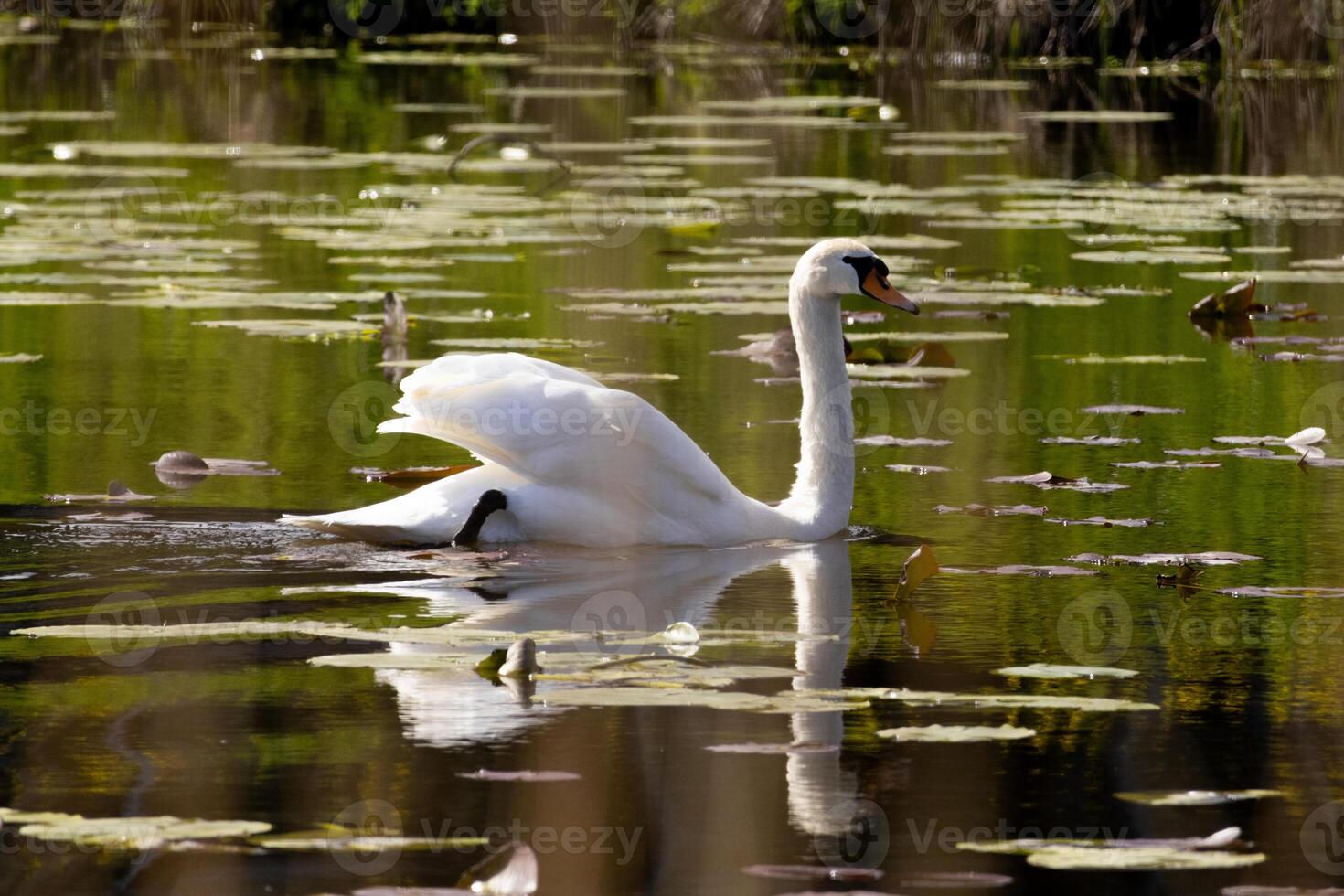 swan in the lake photo