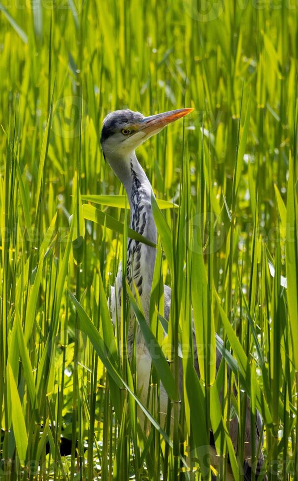 heron in tall grass photo