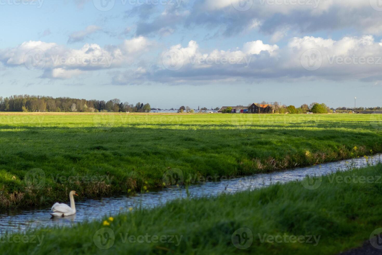 swan in a lake photo