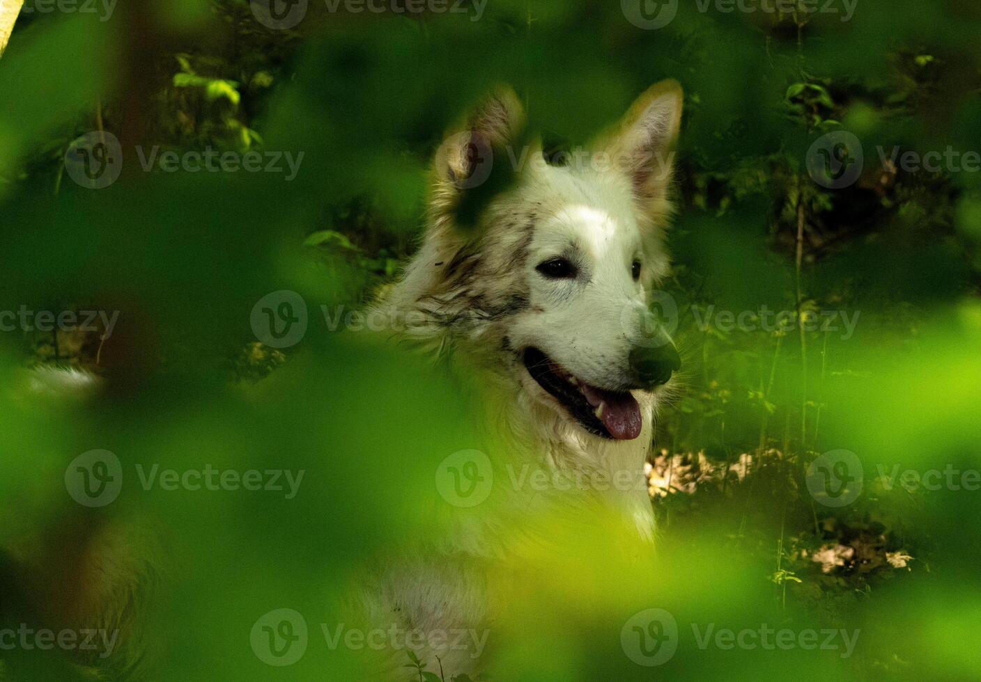 dog in the park photo