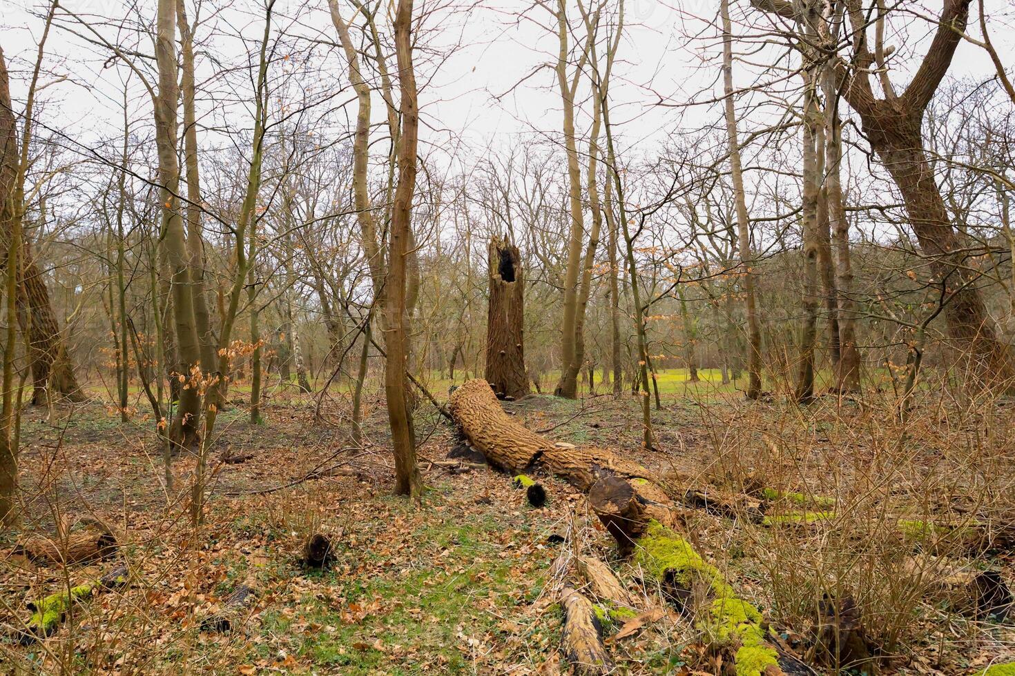fallen tree in a forest photo