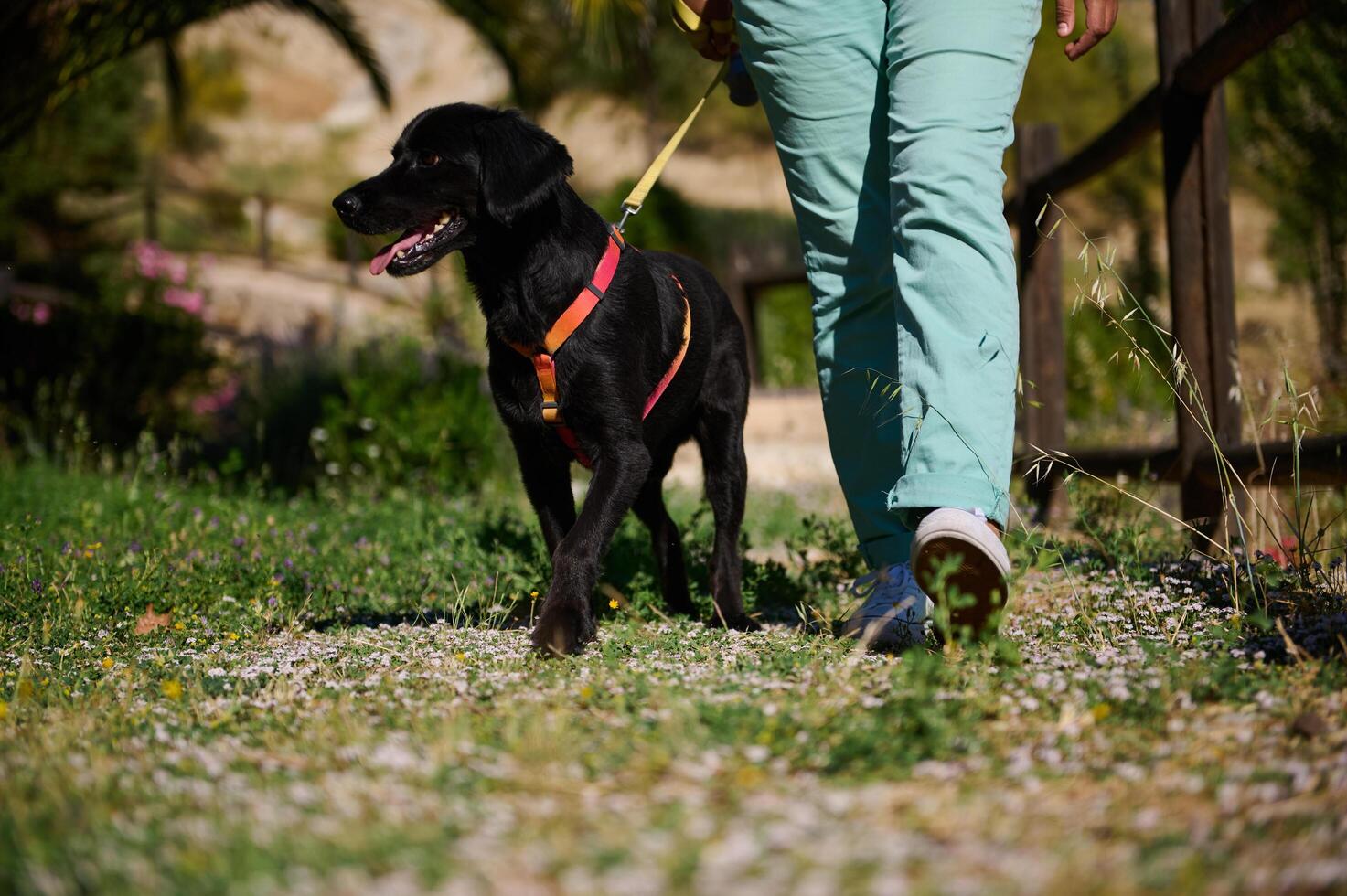 Person walking a happy black dog on a sunny day through a scenic park photo