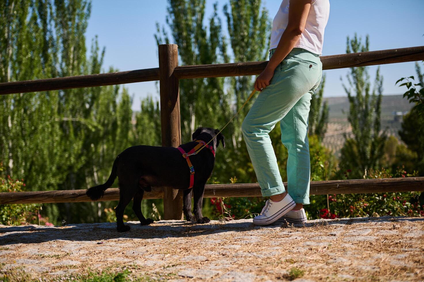 Person walking a dog on a beautiful sunny day in a park photo
