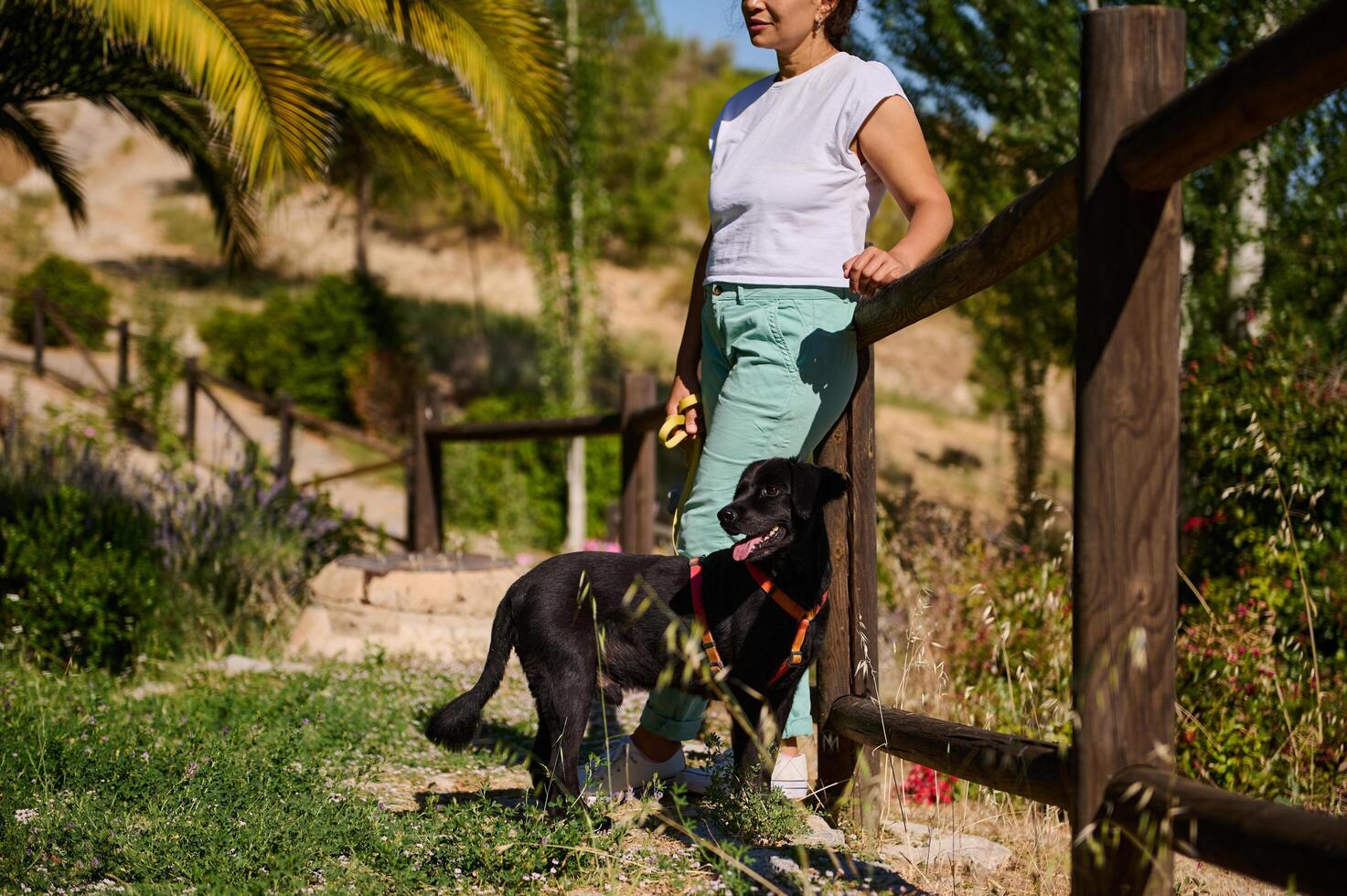 Woman spending quality time with her happy dog in a sunny park photo