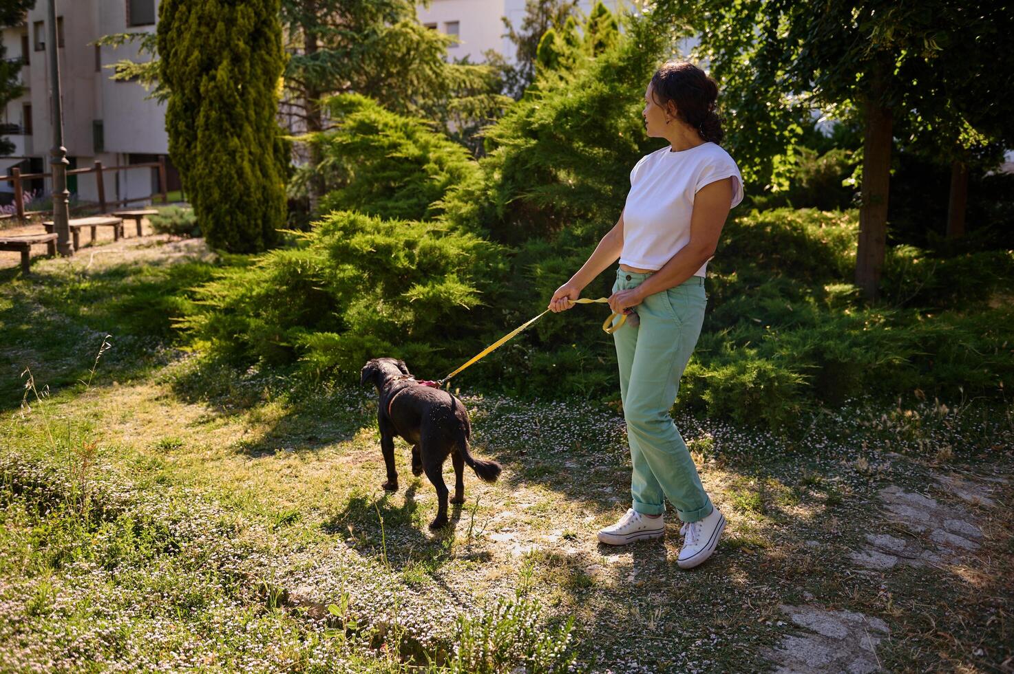 Woman walking her dog on a sunny day in a park with green trees and grass photo