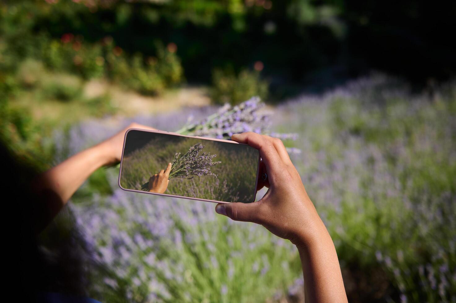 Capturing a lavender field with a smartphone on a sunny day photo