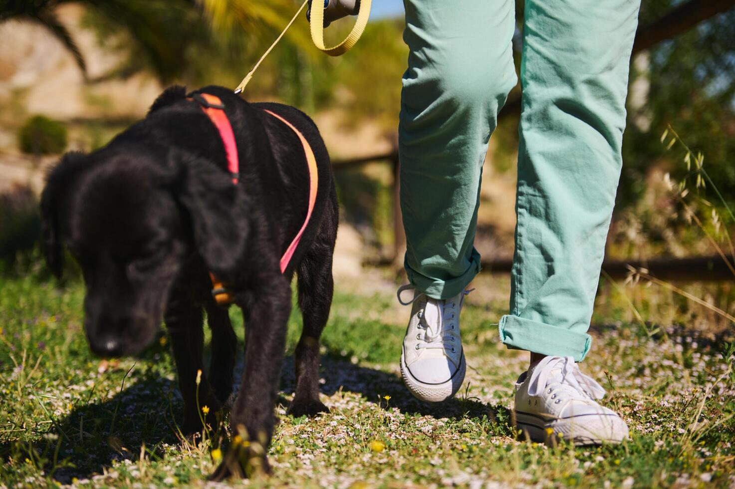 Person walking black dog on a sunny day in the park photo