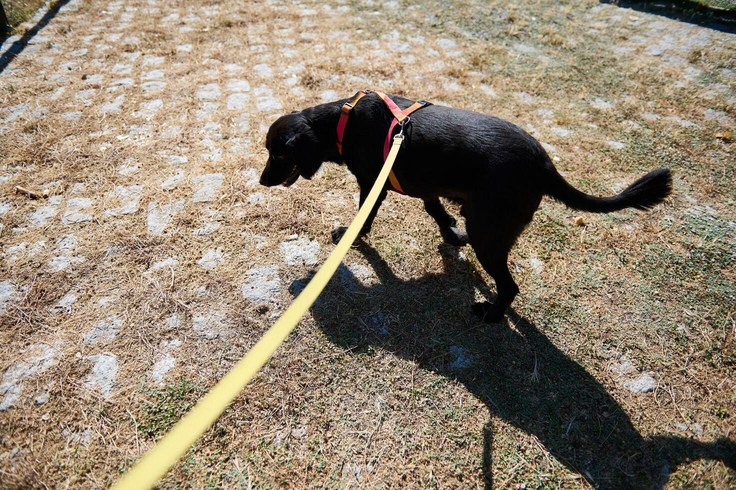 Black dog walking on a leash outside on a sunny day photo