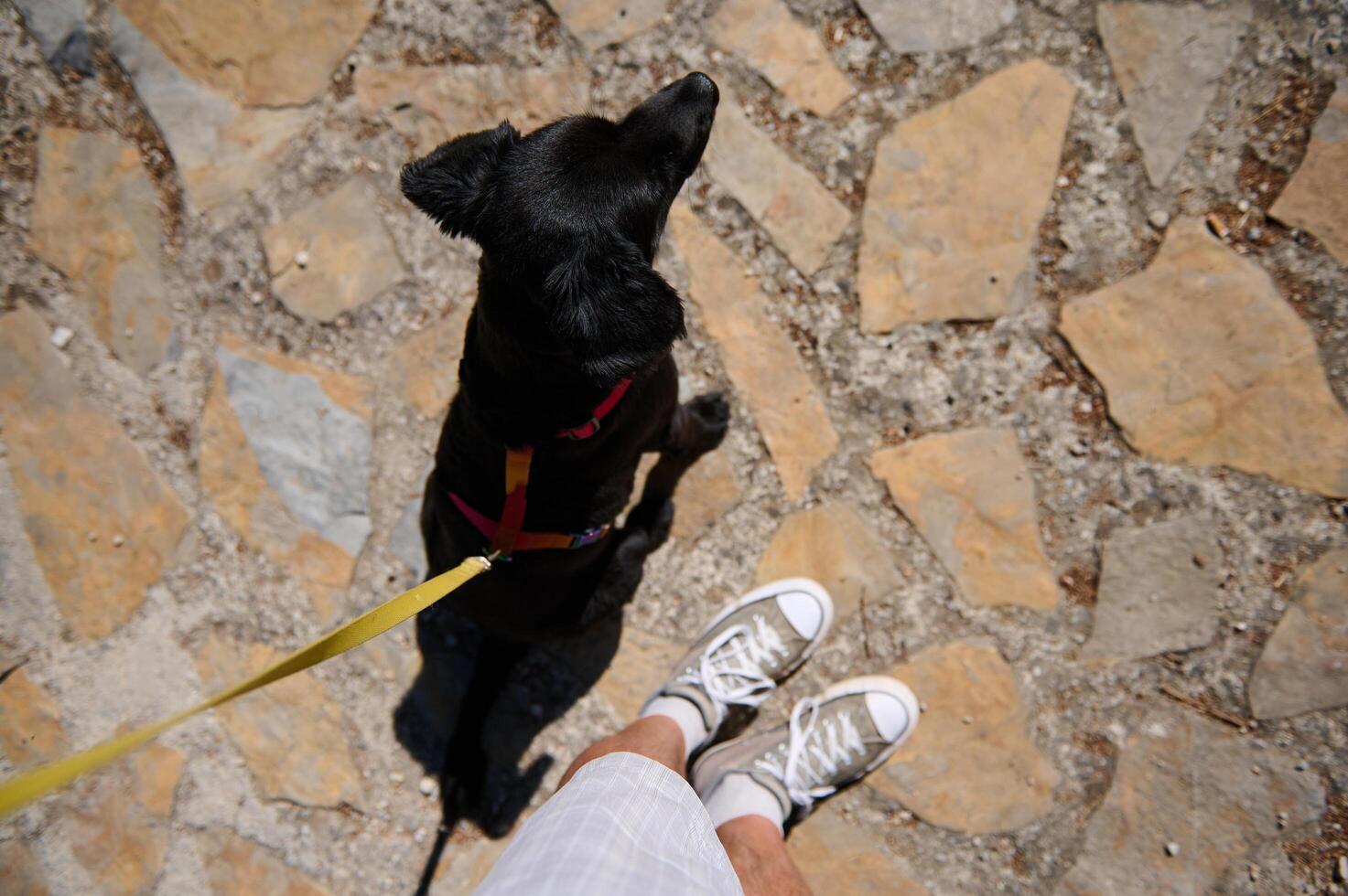 Person walking black dog with yellow leash on stone path during sunny day. Perspective shot showing casual footwear and pet companionship. photo
