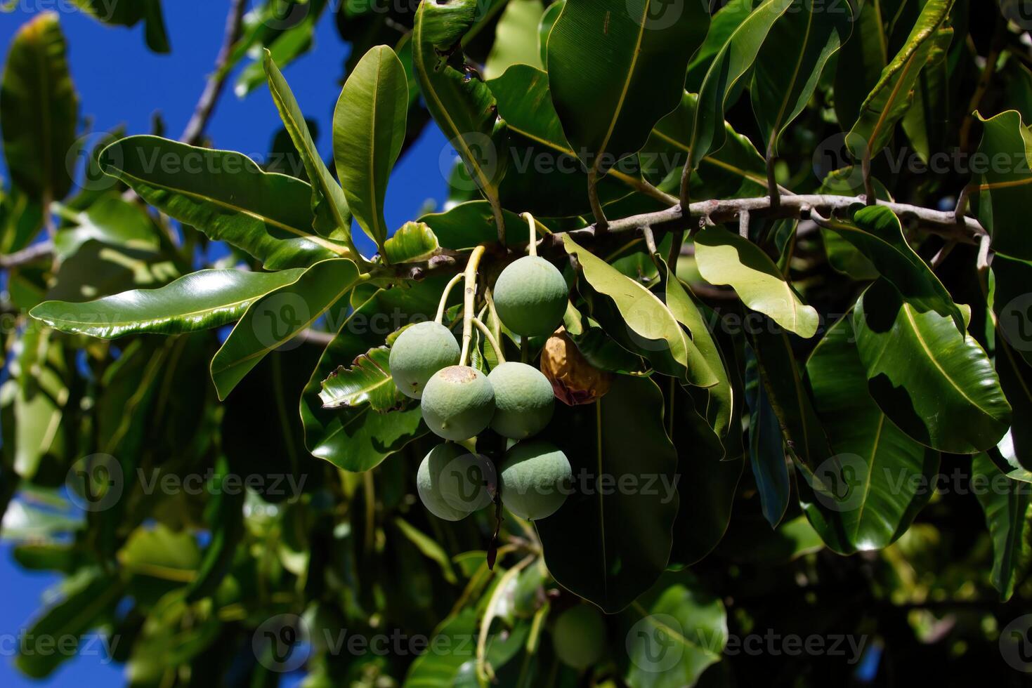 Green Tropical Fruit Hanging From Branch Moorea photo