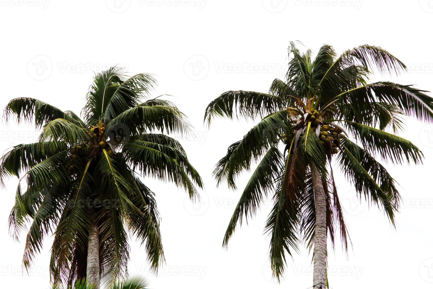 Two Coconut Palm Trees Against Overcast Sky photo