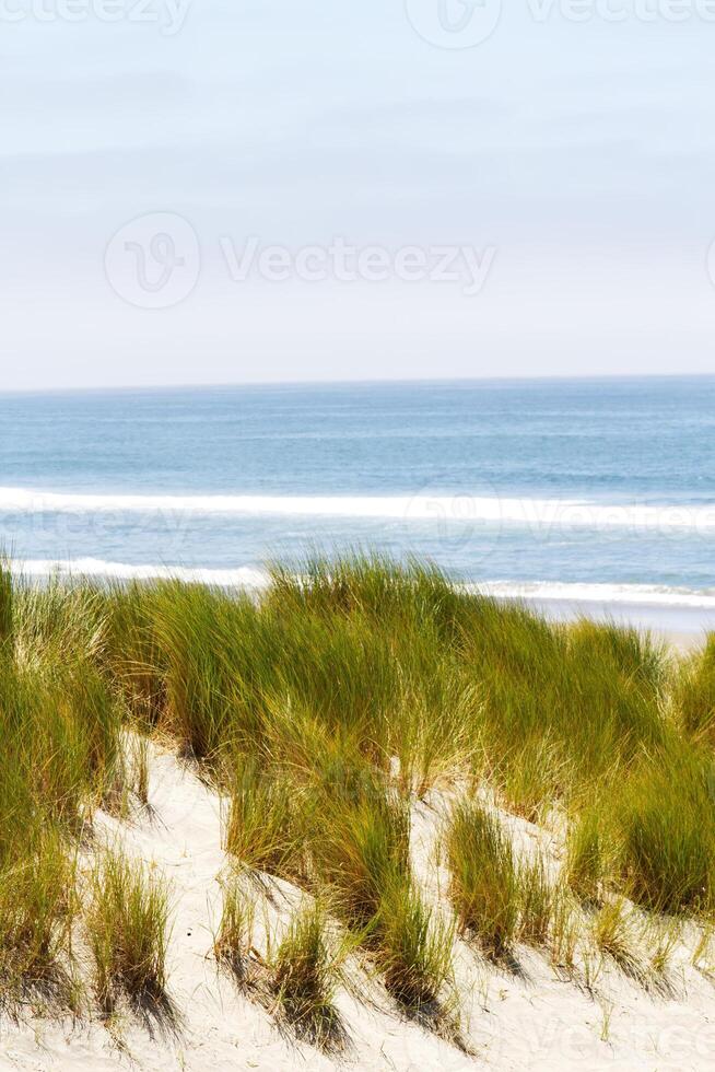 Green Grass On Sand Dune With Ocean And Sky photo