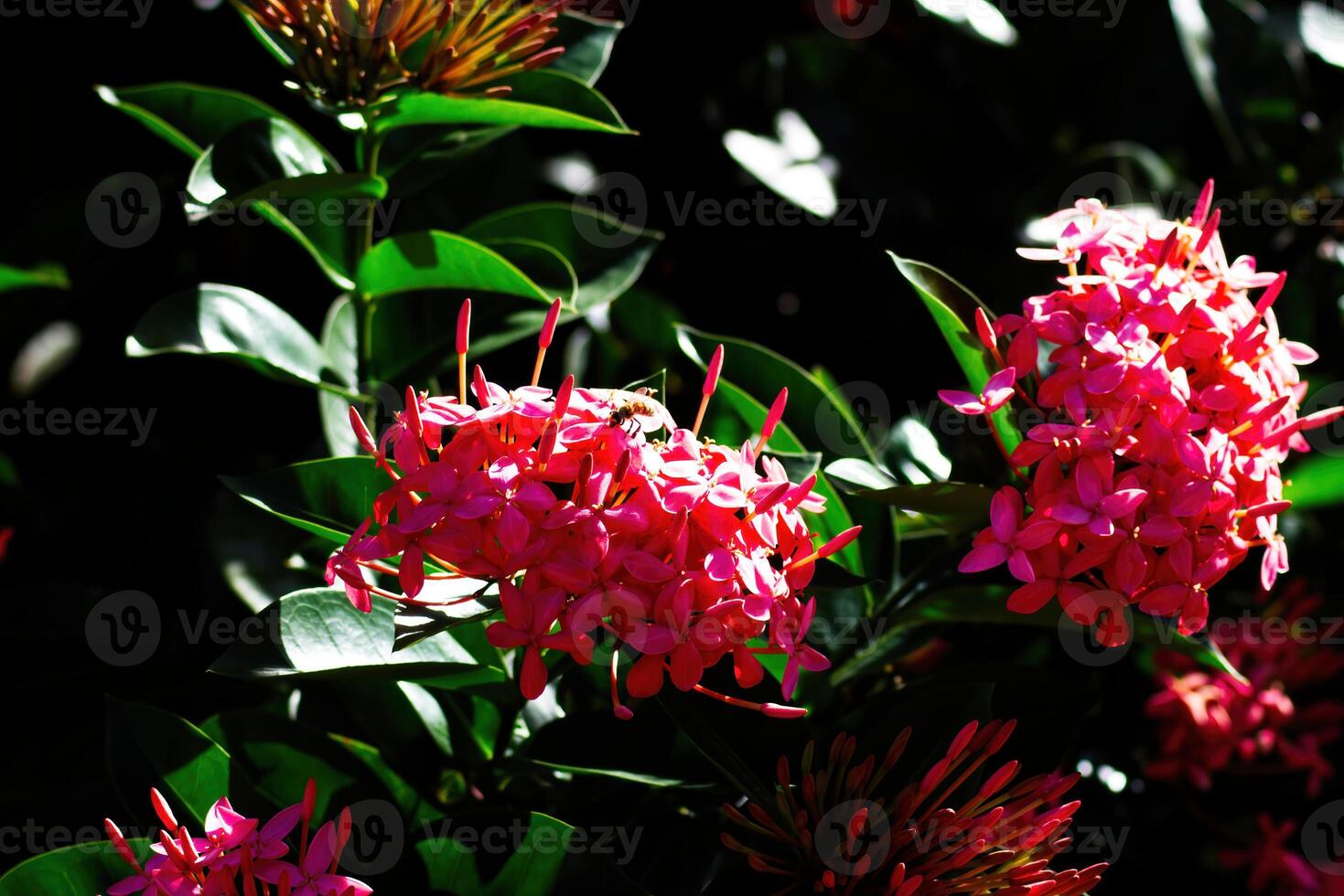 Red Flowers With Green Leaves Moorea South Pacific photo