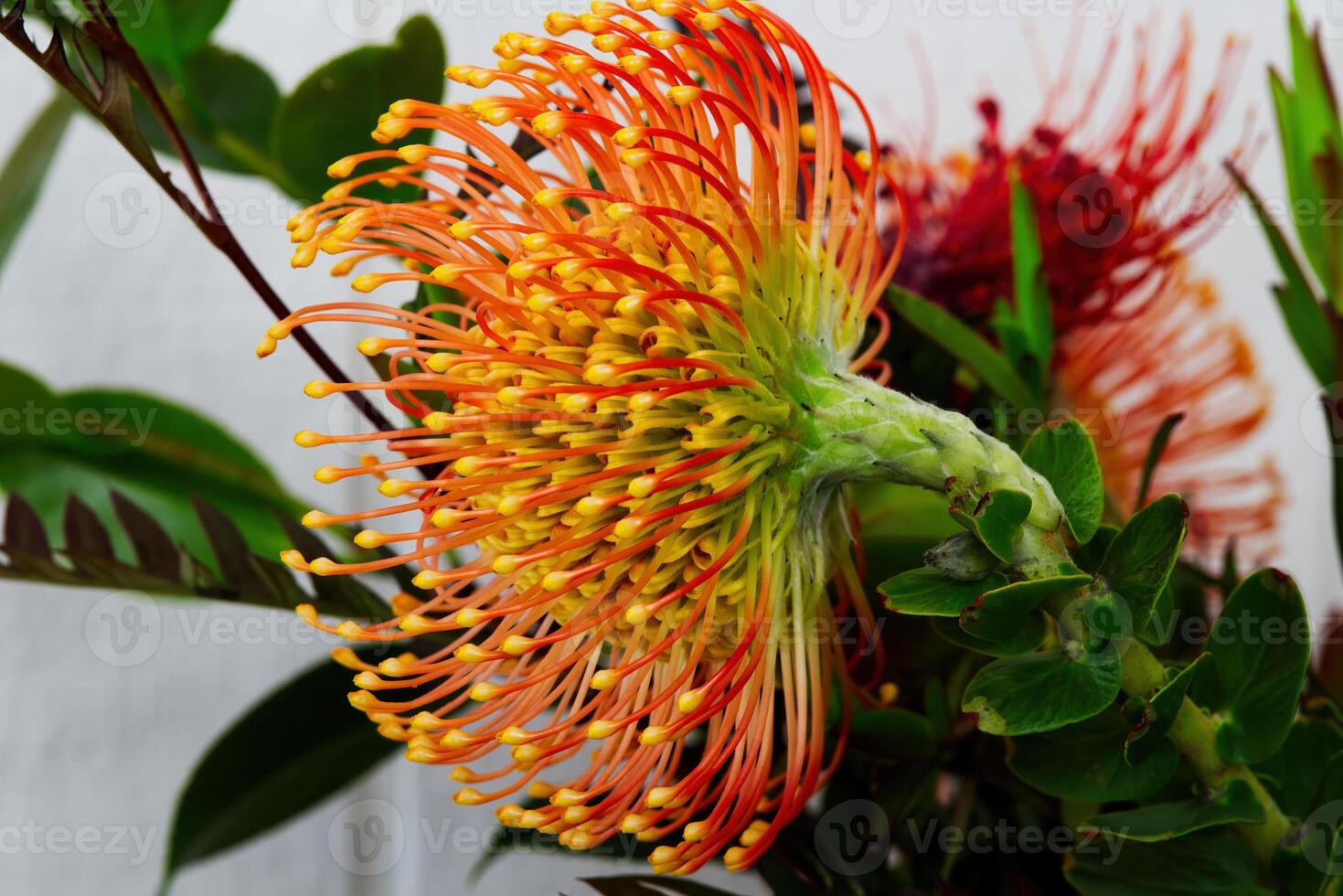 Profile Of Yellow And Red Flower On Green Stalk photo
