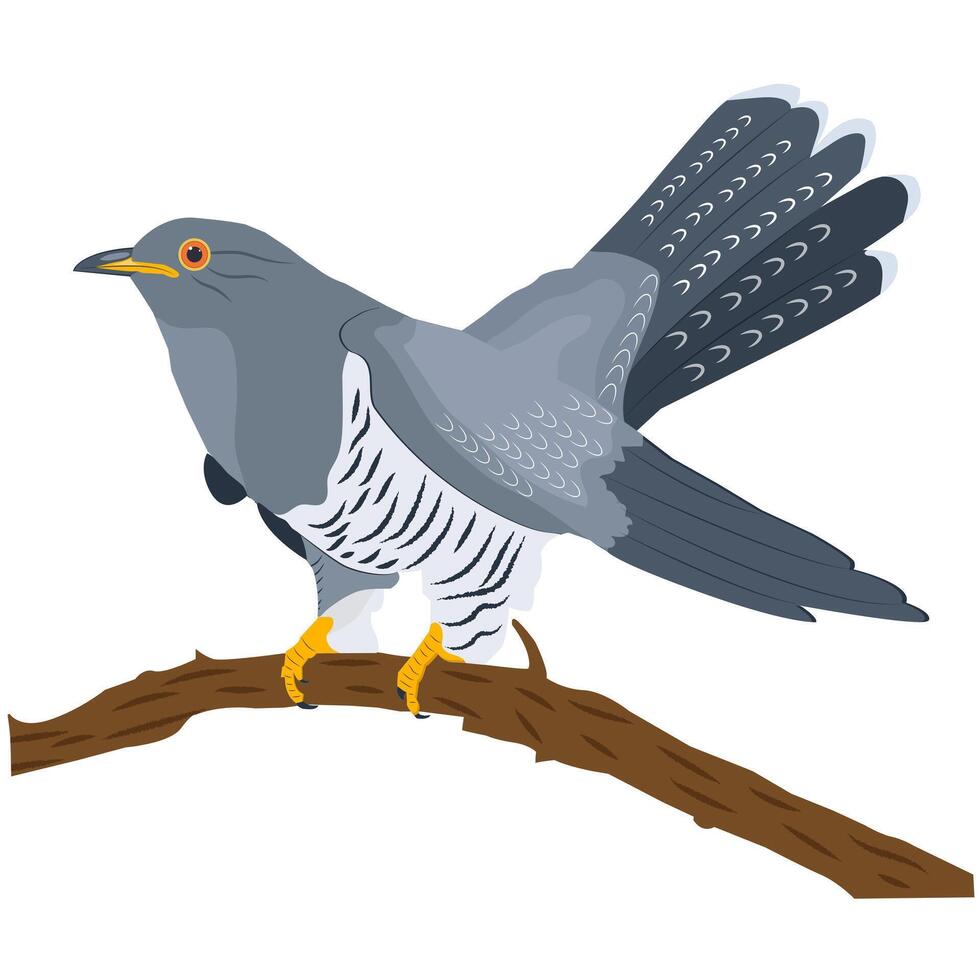 cuckoo sitting on a branch vector