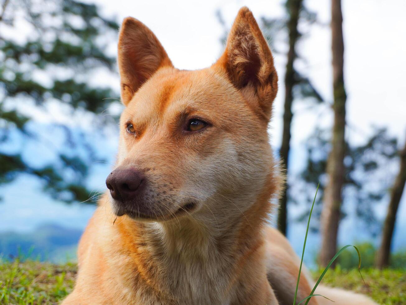 Cute brown short-haired dog lies on the grass on a spring morning. photo